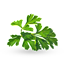Parsley