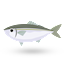 White Fish